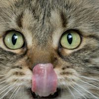 实测解析：哪个品牌猫粮质量好又健康？盘点口碑好的猫粮排名
