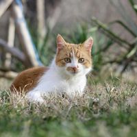 什么牌子的猫粮比较好价格实惠？2026年猫粮排行榜最好的十个品牌