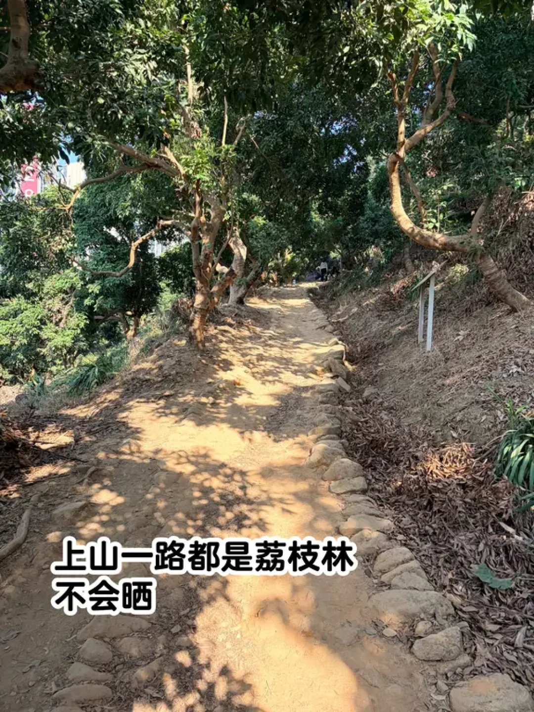 做了一周攻略,最后走了这条路爬塘朗山