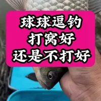 球球逗钓专业教学，打窝还是不打窝一个事情讲清楚讲明白#路亚 #钓鱼 #逗钓 #钓鱼人 #钓鱼人就是这么疯狂