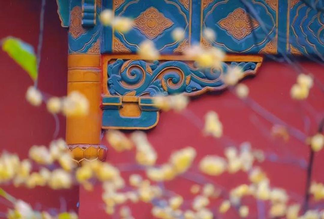 南京初雪封神之作!明孝陵红墙黄梅秒杀全网,摄影师已疯狂