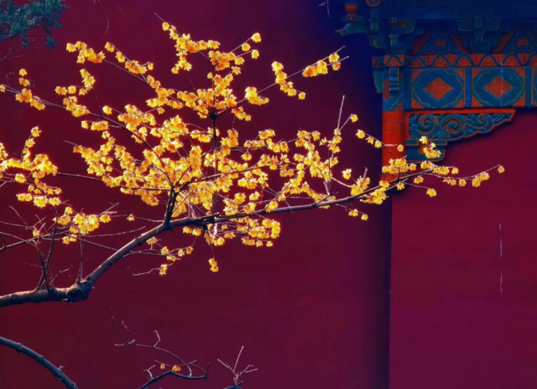 南京初雪封神之作!明孝陵红墙黄梅秒杀全网,摄影师已疯狂