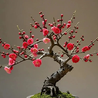 现在养5种“冻不死花”，越冷越爱开，寓意吉祥，可别错过了！