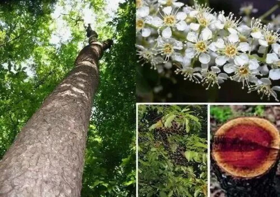 穿越半世纪的经典——樱桃木,复古时光里的温润质感