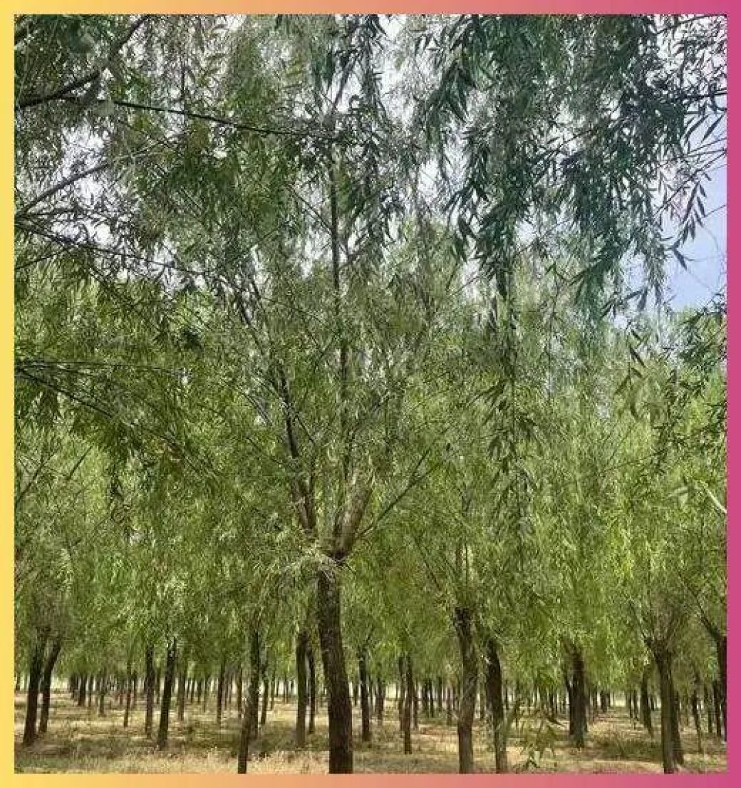 农村哪些树木做砧板最好？这六种木材就很受欢迎，老农民都懂！