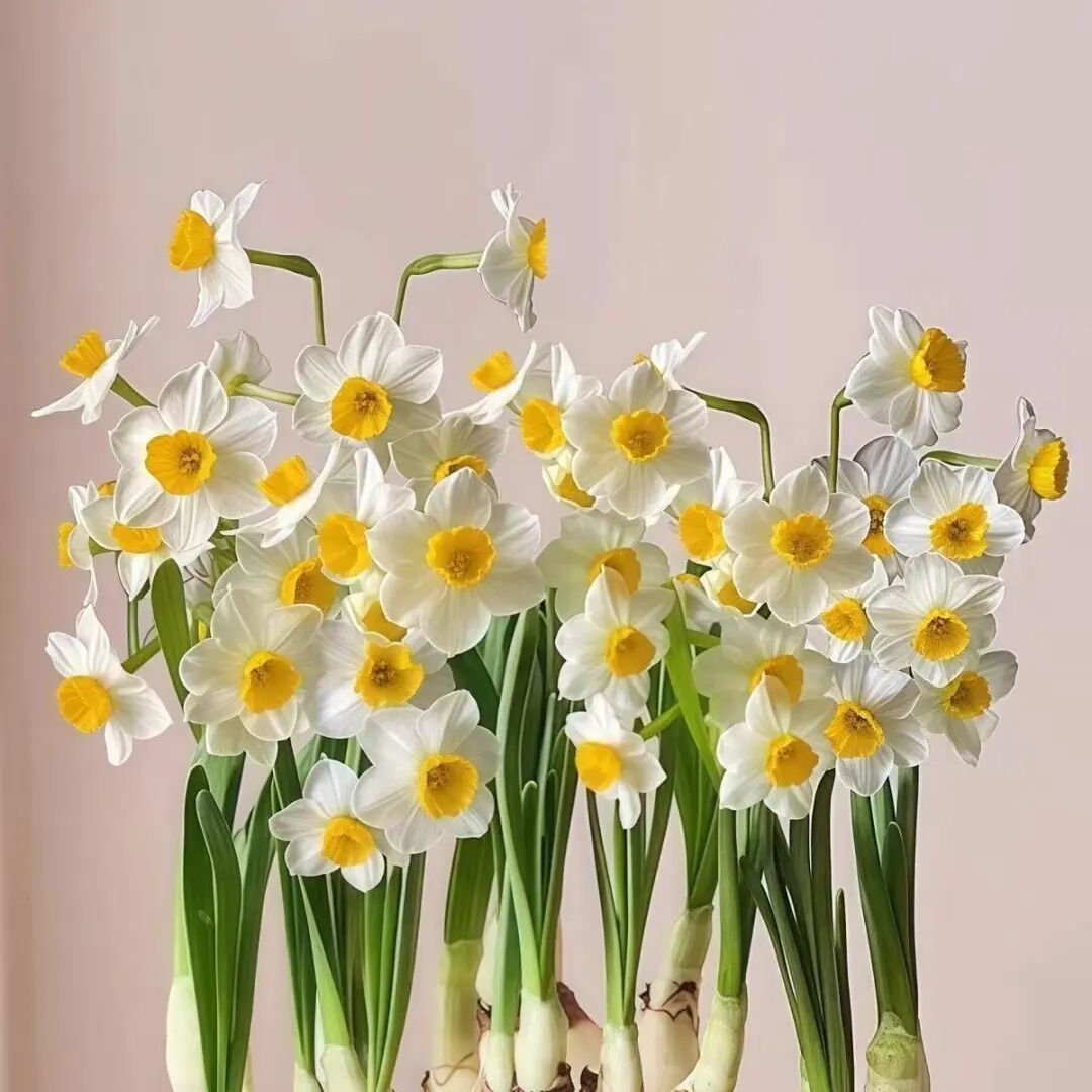 春节，买什么花过年最旺？