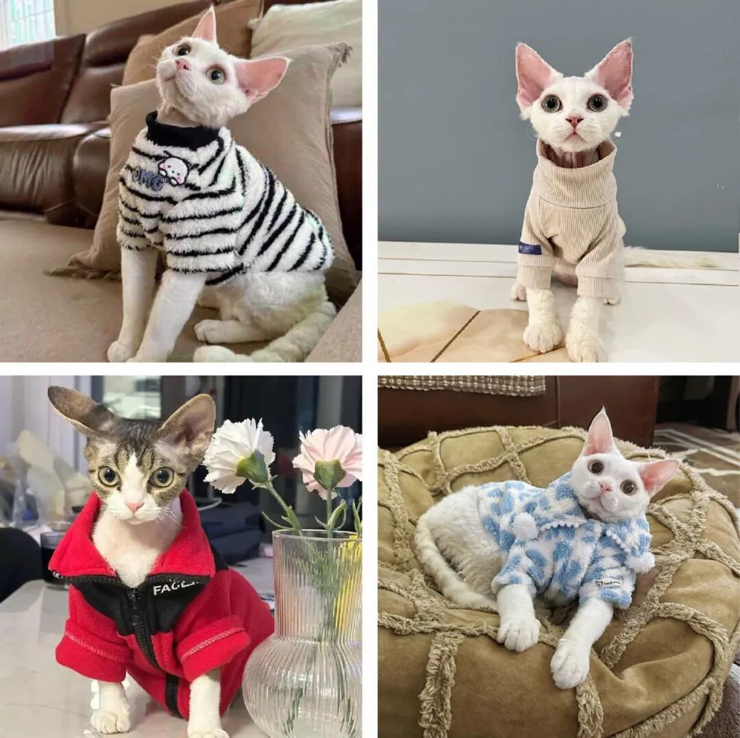 冬季宠物保暖指南|分品种+分场景,猫狗不挨冻的秘密都在这!