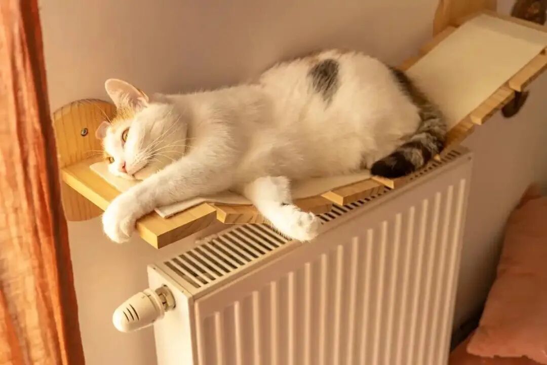 冬季宠物保暖指南|分品种+分场景,猫狗不挨冻的秘密都在这!