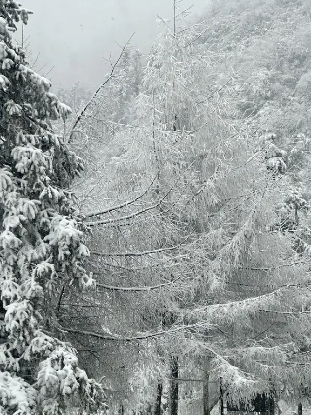 1.2日仙女山实况 自驾 上完山 已下山❄️