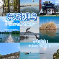 不是大连！🦅武汉东湖观鸟❗晚到无❗速来