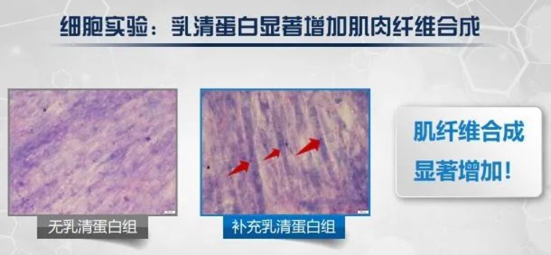 【营养基础班】31、乳清蛋白