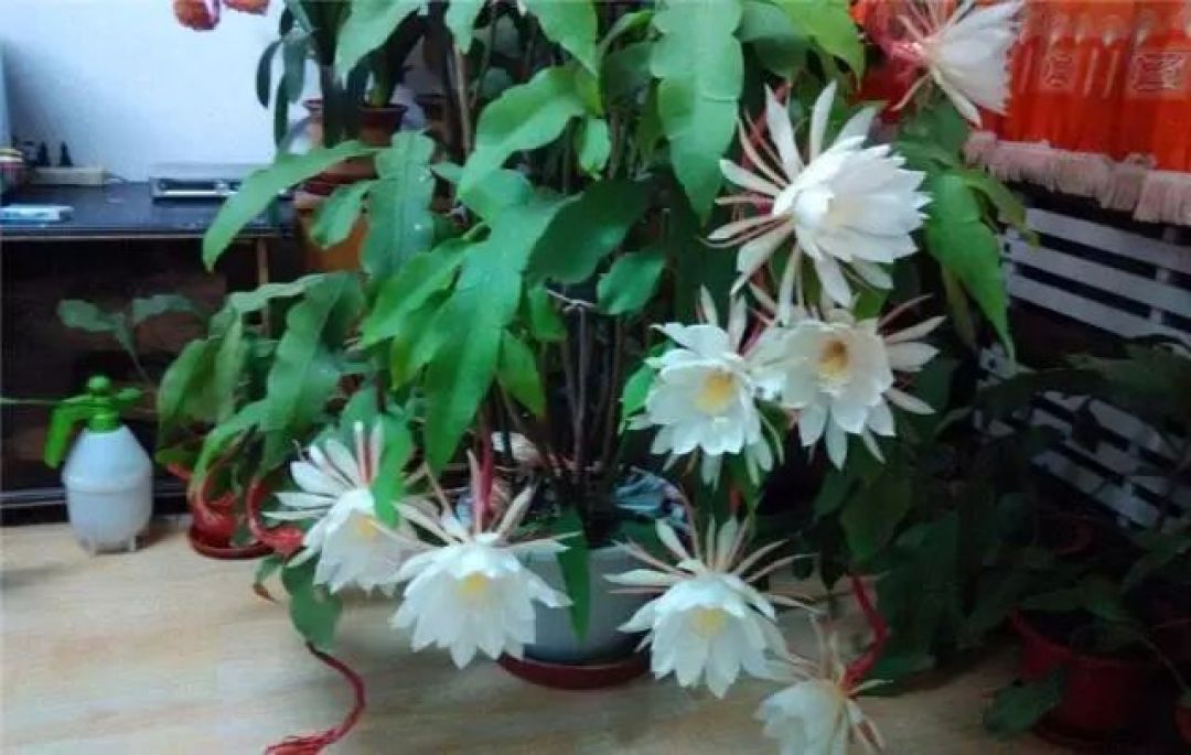 “这2种花”有钱也别养,养活1盆都是“大神”,温度、湿度太苛刻