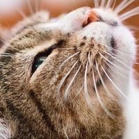 家里来了一只新猫，不吃猫粮咋办？