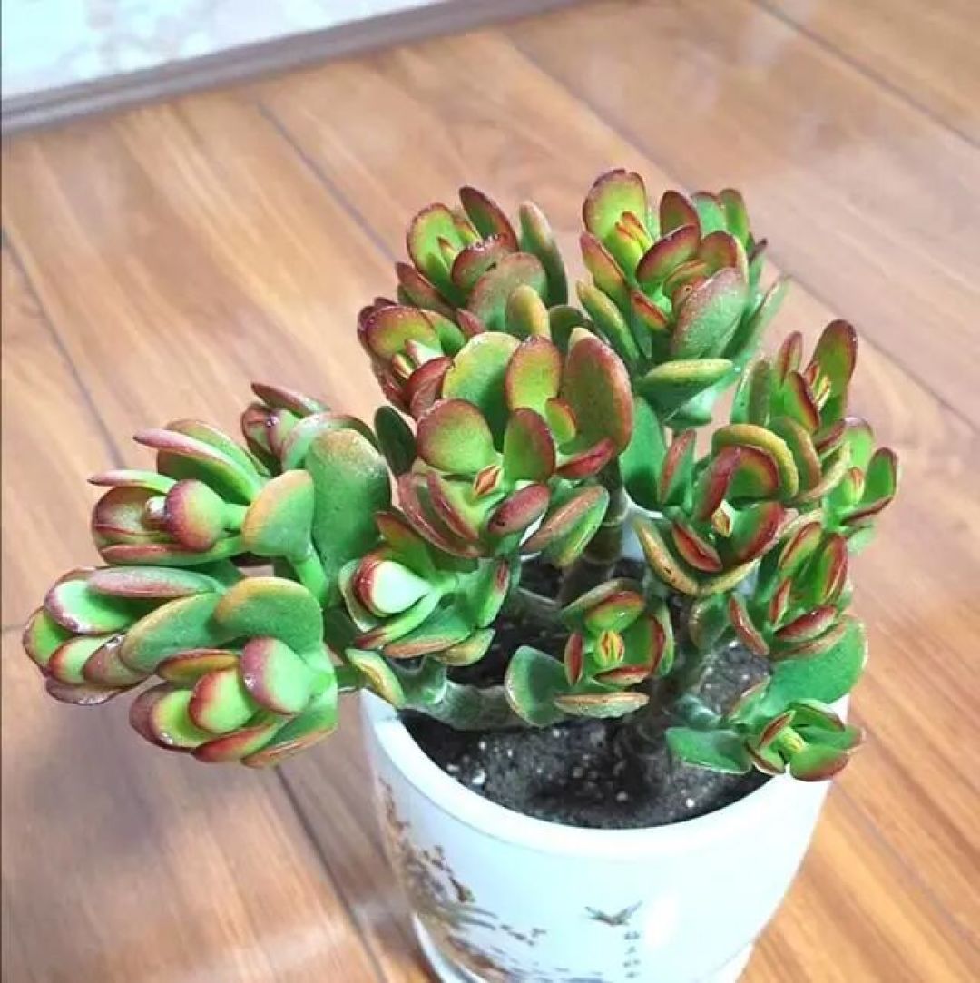 四种不用管也能疯长的植物,直接贱养就行,新手也能养好