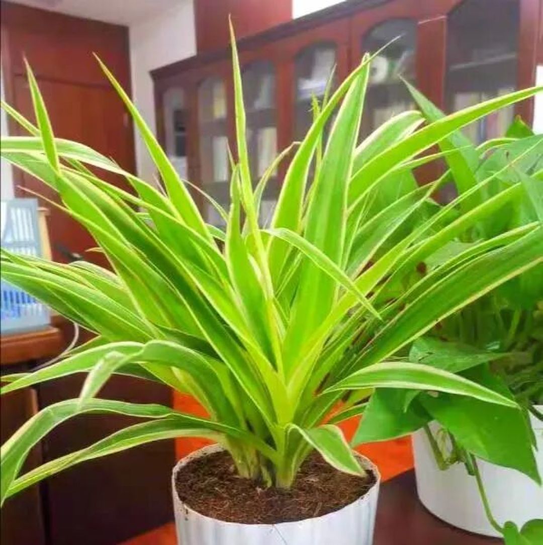 四种不用管也能疯长的植物,直接贱养就行,新手也能养好