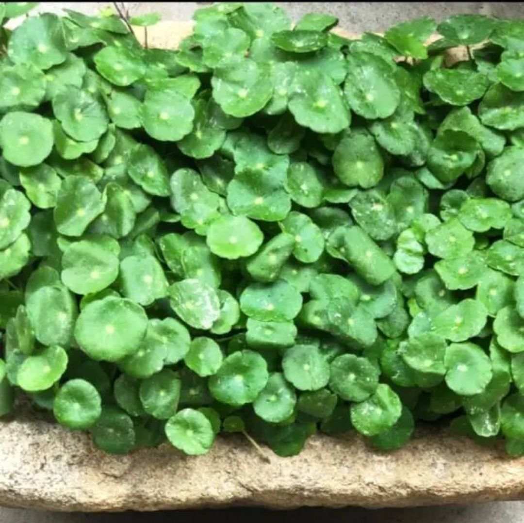 四种不用管也能疯长的植物,直接贱养就行,新手也能养好