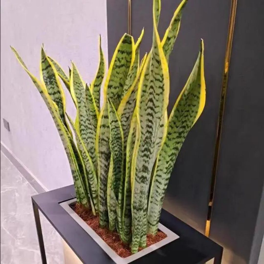四种不用管也能疯长的植物,直接贱养就行,新手也能养好