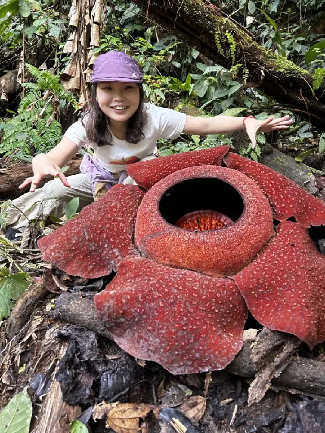 🇲🇾金马伦看大王花攻略