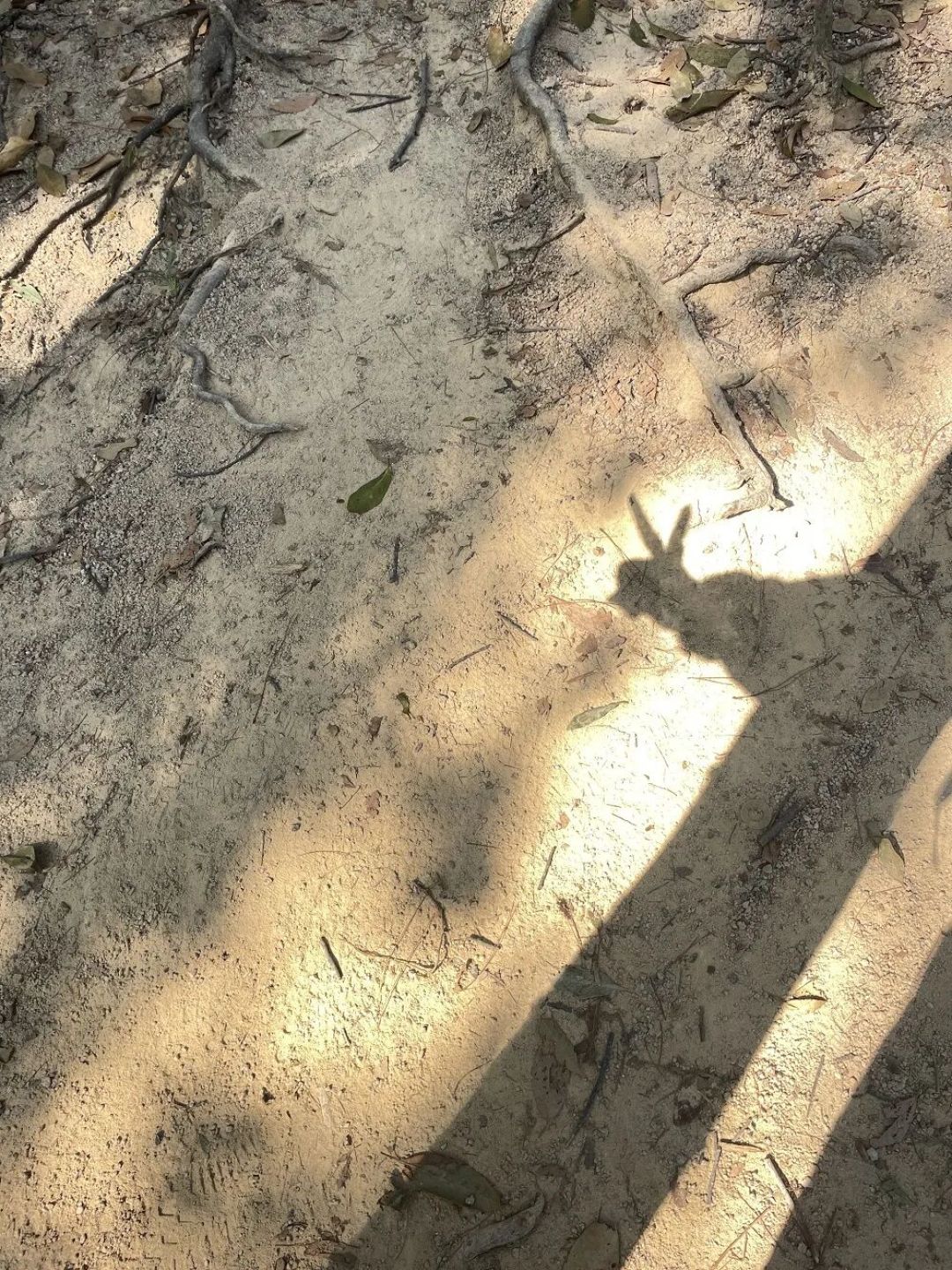 中山｜每周一山｜秀丽湖2小时野趣小环线，爬坡体验拉满，近市区的徒步天花板