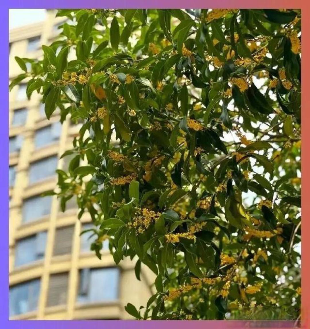 卖掉大平层,我搬回了20年的“老小区”一楼,承认两者差距太大了