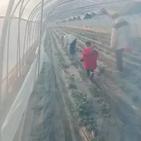 有机肥料种植，你好我好，大家好。大家好才是真的好。#这活你们干过吗 #优质农产品