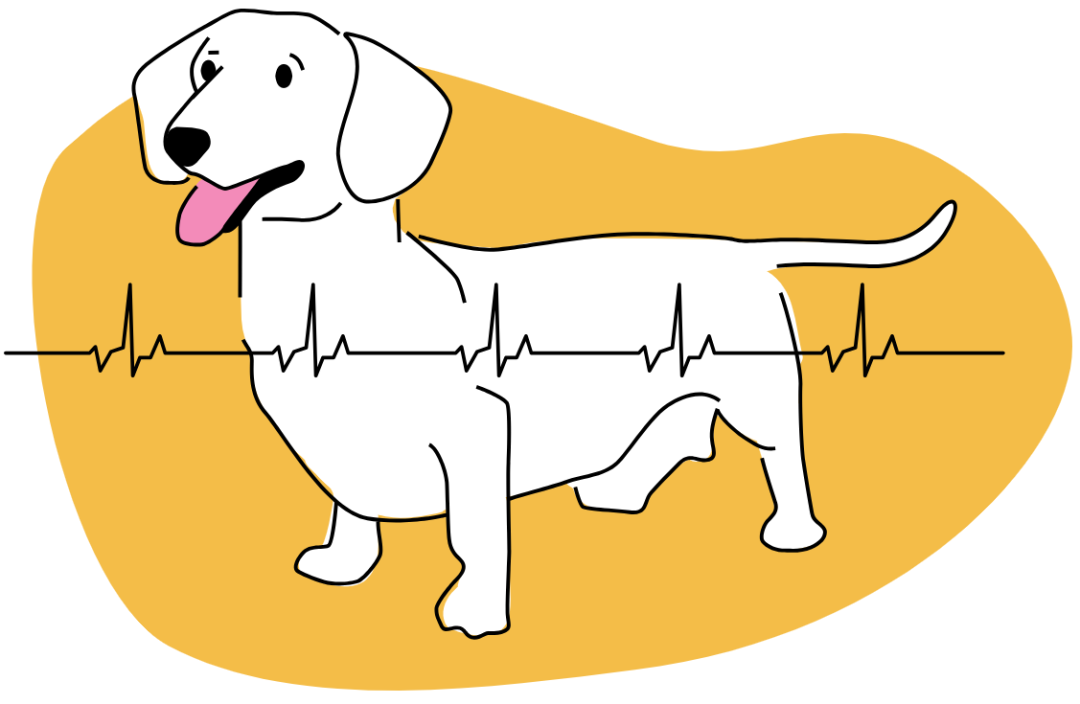 宠物药品 | 犬用药UpCard-CA1(托塞米德)