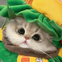 2026年必囤高性价比猫粮清单，养猫家庭必看！