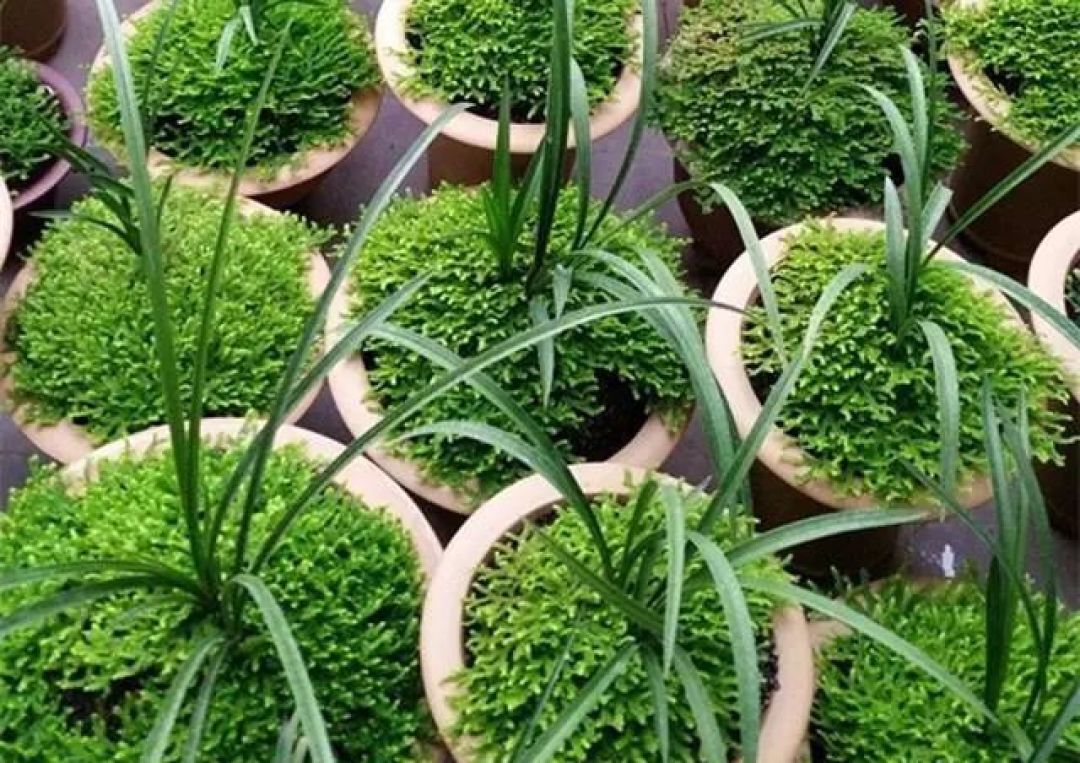 这种草给兰花铺面,好看好养益处多,插土里就活,很快长一盆!