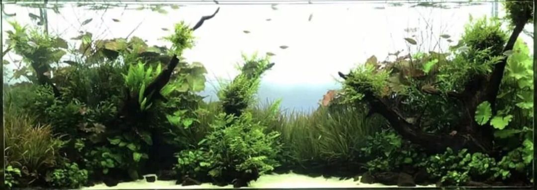 没有天野尚,造景皆念其光