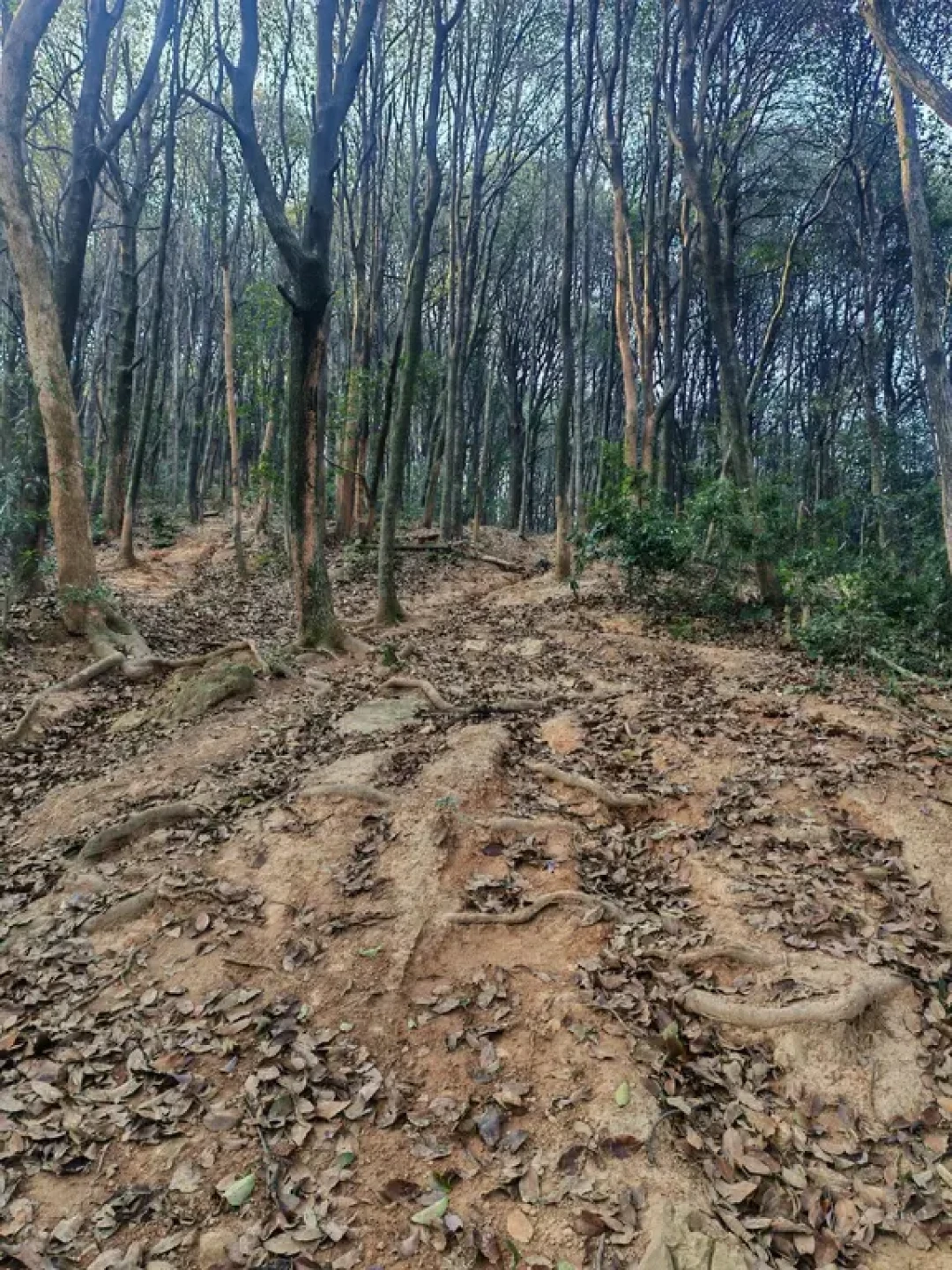 西湖跑山赛越野跑训练