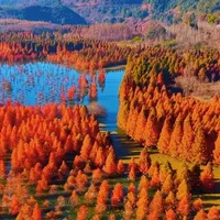 徒步|昆明最美水杉线—甸尾(杨梅山,大五山)