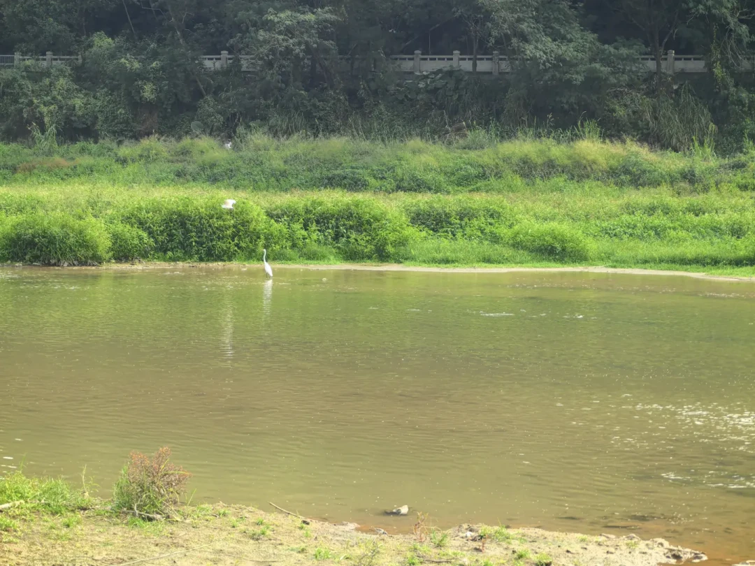 骑行01新开的龙岗河碧道 骑行24公里