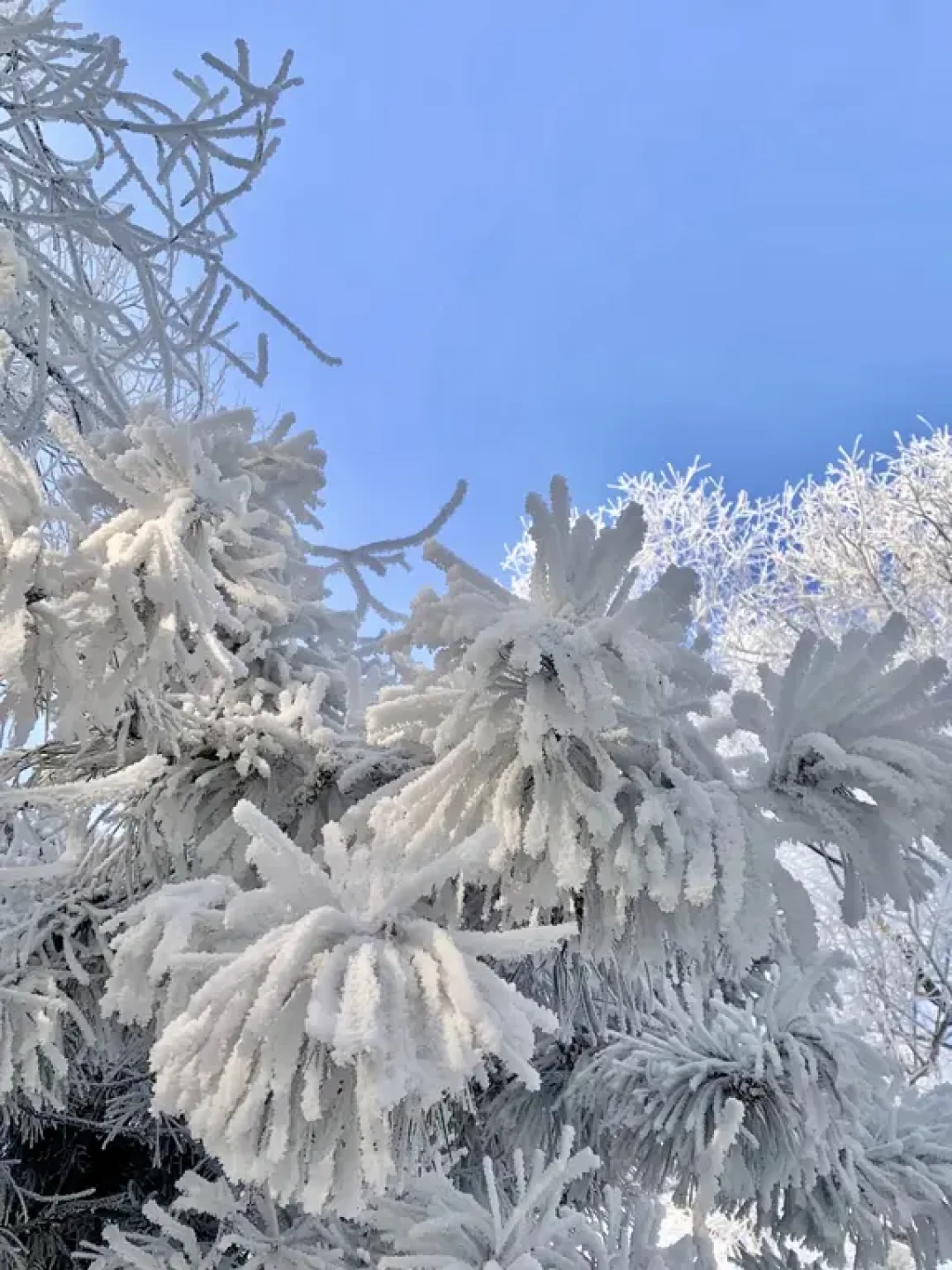 温州周边徒步|40分钟登顶看雾凇❄️太绝了‼️