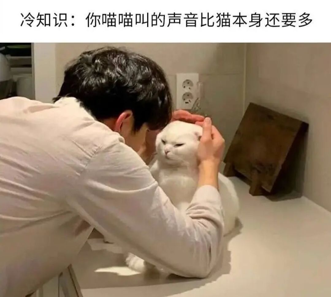 猫的妙用