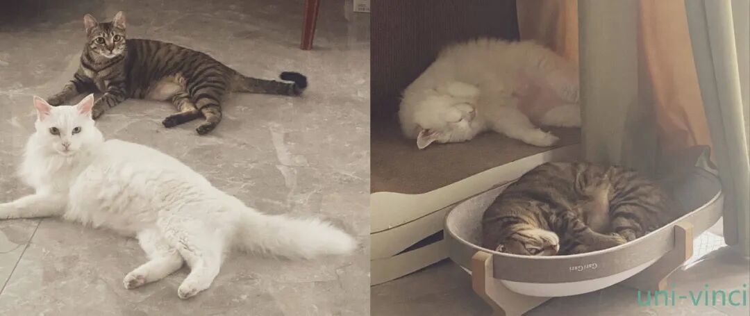 猫的妙用