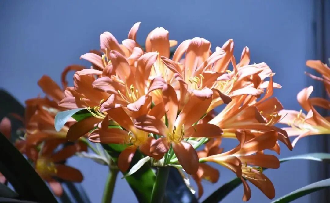 特爱“吃土”的8种花，该换盆时就换盆，别偷懒