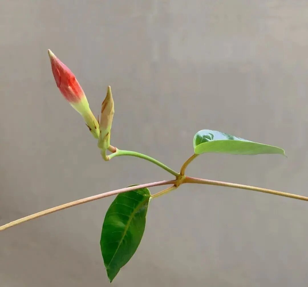 特爱“吃土”的8种花，该换盆时就换盆，别偷懒