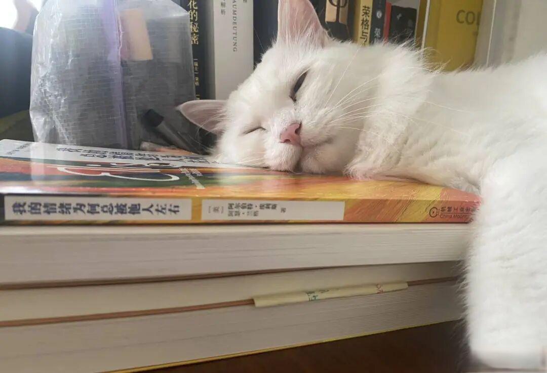 猫的妙用