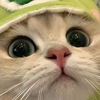 2026年高性价比猫粮推荐，选粮不花冤枉钱！