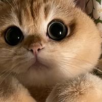 猫咪挑食吃什么猫粮好？2026高适口性猫粮精准推荐！