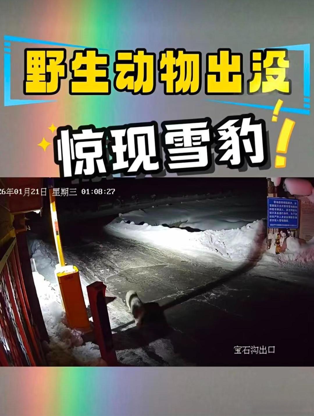 可可托海出现雪豹伤人事件,网传是国内首例视频记录,在野外遇到雪豹应该怎么办?