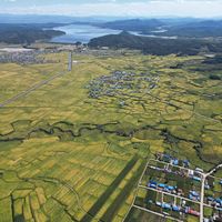 长辈为何偏爱五常稻花香米？不只是“好吃”那么简单