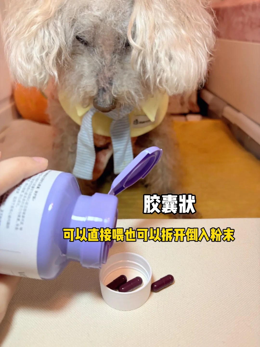 如何把狗狗养到17岁？【营养补剂篇】