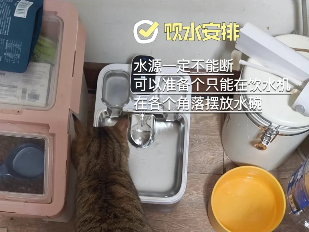 春节留守猫咪安心计划铲屎官返乡无牵挂