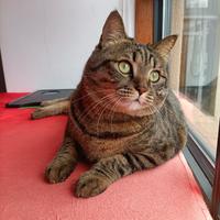 猫咪为啥大了之后就只吃猫粮了？不说给它煮肉，蒸鱼不吃，罐头也不吃。看有些视频里的猫干饭猛，好羡慕啊？