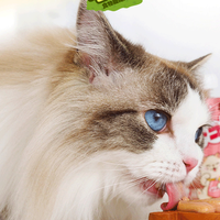 猫咪真正爱吃的健康零食长什么样？看懂这几点不再踩雷