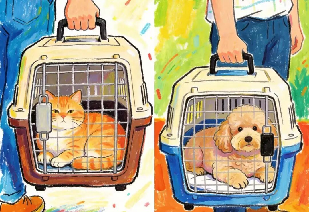 犬猫绝育全攻略:绝育流程三步曲