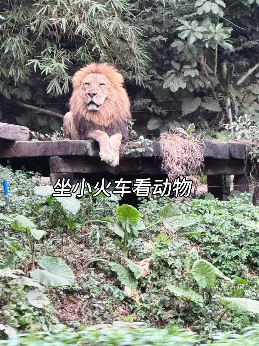 广州亲子游|三天两晚(长隆+交通体验版)