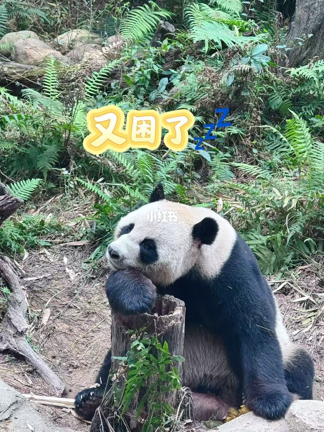 广州亲子游|三天两晚(长隆+交通体验版)