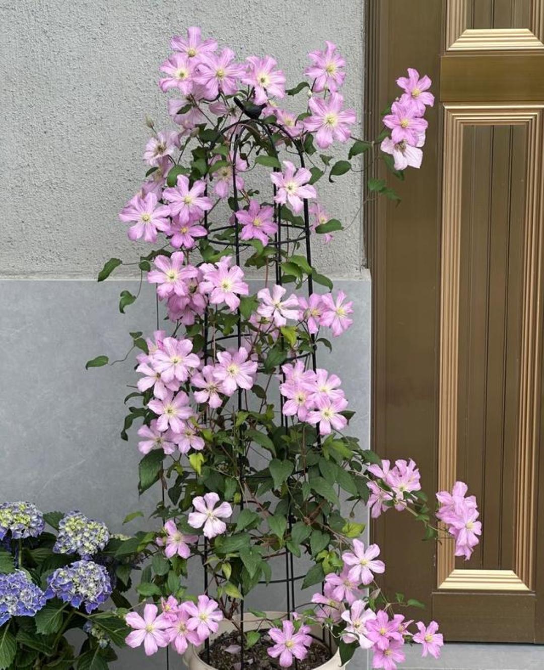 有种挑不出缺点的花,耐热耐寒,花期长、花量大,却混成“冷门”
